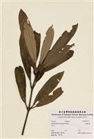 藏品(臺灣杜鵑)的圖片